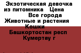 Экзотическая девочка из питомника › Цена ­ 25 000 - Все города Животные и растения » Кошки   . Башкортостан респ.,Кумертау г.